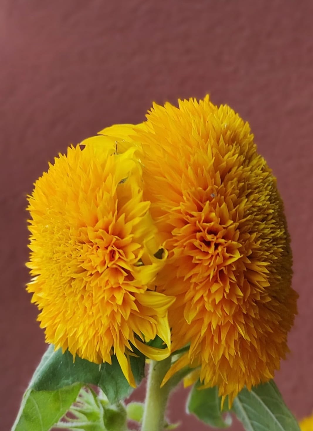 Anna e Giacomo sposi